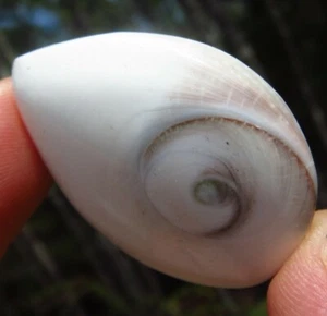 SHIVA EYE PACIFIC CATS EYE BEAUTIFUL POLISHED GOLDEN RATIO SPIRAL SEASHELL *8 - Picture 1 of 6