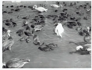 1948 Original Photo wild mallard duck birds feeding in water pond at Detroit Zoo - Picture 1 of 2