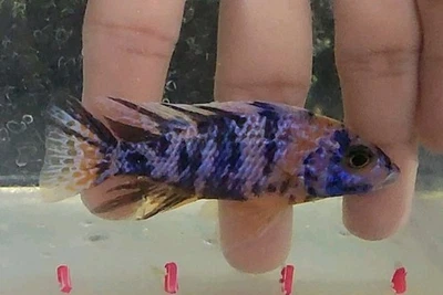 3" Male Dragon Blood OB (Aulonocara sp.) African Cichlid Peacock Fully Colored - Image 1 of 2