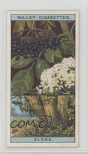 1924 Wills Flowering Trees & Shrubs Tobacco Common Elder #19 0kb5