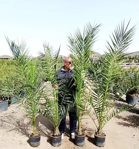 2 Stück 190-210 cm Phoenix canariensis kanarische Dattelpalme kräftige Palmen - Bild 1 von 3