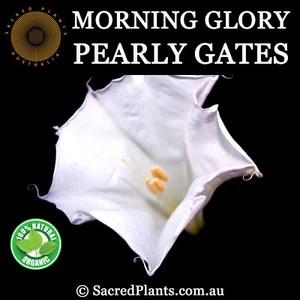MOON FLOWER 5 Seeds Morning-Glory Ipomoea Alba Medicinal Sacred Shaman Plant - Picture 1 of 10