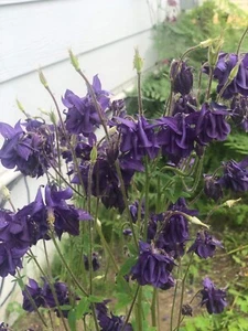 25 Dark Purple Columbine Seeds - Rare Color Perennial - Picture 1 of 1