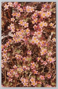 Postal de planta flox con flores de gilia garganta amarilla - Imagen 1 de 2