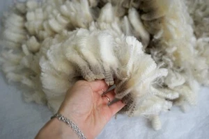 Corriedale raw fleece Natural White 500g 100% Australian wool  soft and crimpy - Picture 1 of 10