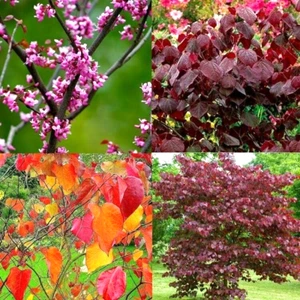 20 WALDSTIEFMÜTTERCHEN ROTKNOSPENSAMEN - Cercis canadensis 'Waldstmütterchen' - Bild 1 von 5