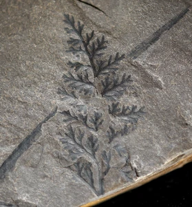 Magnifique ! Rare Fougère fossile plante du Carbonifère Zeilleria rhodeaeformis - Picture 1 of 6