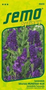 Echter Lavendel Munstead Blue Samen - Bild 1 von 2