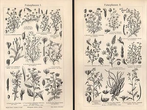 Futterpflanzen I+II Buchweizen Mohrrübe Lupine Klee Saubohne Holzstich um 1900 - Bild 1 von 1