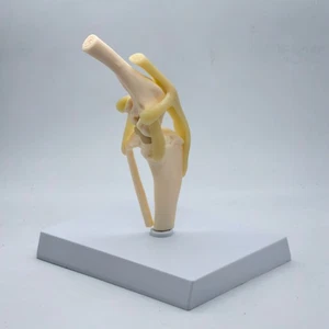 Dog knee Canine Joint Model Medical Veterinary Teach Research Skeleton Animal - Picture 1 of 7