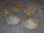 Scallop Sea Shells