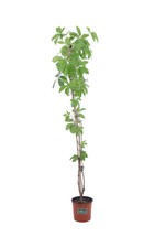Pianta di Vite Americana Pianta di Ampelopsis Quinquefolia pianta da esterno
