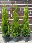  1st.Thuja Smaragd 80-120cm im Topf / immergrüne Heckenpflanzen Top Qualität %