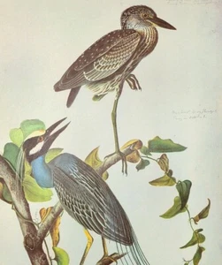 John James Audubon GARZA NOCTURNA CORONADA AMARILLA De colección Libro Placa Arte Impresión 361 - Imagen 1 de 3