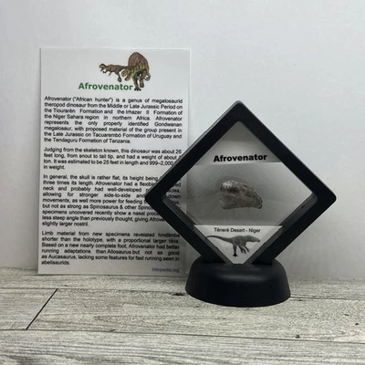 Afrovenator Megalosaurid Theropod Dinosaur Tooth Fossil in Display Case - Image 1 of 4