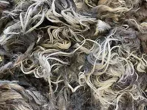 5,5 Pfund Wolle Navajo Churro ganzes Vlies Spinnen Weben Prim roh Schaf Hexe - Bild 1 von 10
