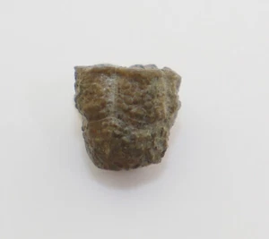 Crinoide, Stylocrinus granulatus, Devon, Eifel, Lissendof, Eifel, BRD -i654 - Picture 1 of 7