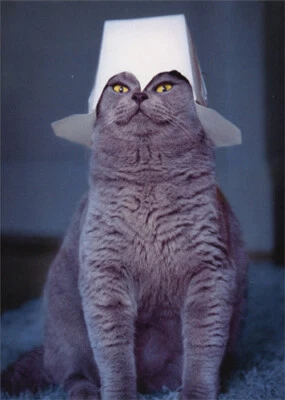 Cat With Take Out Container On Head Funny Fathers Day Card by Avanti Press - Image 1 of 2