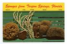 Postcard Sponges from Tarpon Springs Florida Marine Life