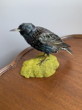 Taxidermy Common European Starling Mounted Bird