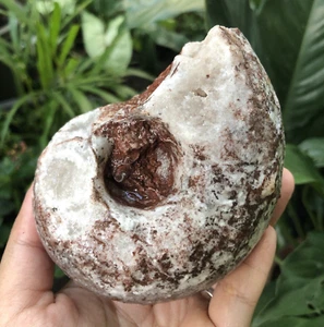 548GR EXTREME RARE PERMIAN WHOLE ROUGH NAUTILUS BIG MOUTH FOSSIL MOLLUSCA - Picture 1 of 12