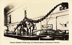 Postcard RPPC Dinosaur Skeleton Smithsonian Institution  