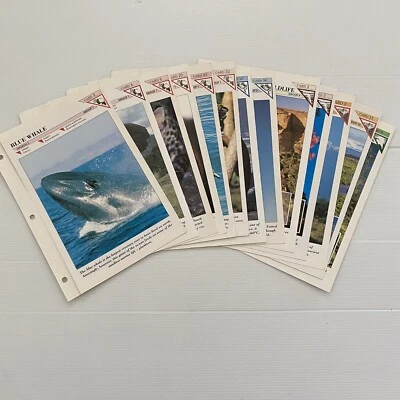 Animal Wild Life Fact File Replacement Cards Learning Education Inserts X14 - Image 1 of 4