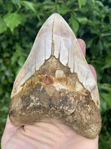 13 cm Megalodon Haifischzahn tolle Serrationen repariert ** 5 Myo, Indonesien - Bild 1 von 12