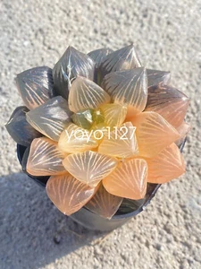 Haworthia Obtusa Hybrid varigated Succulent plants potted Plants 7-8CM - Picture 1 of 8