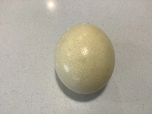 OSTRICH  EGG COLLLECTABLE BLOWN OUT READY FOR CRAFT - Bild 1 von 6