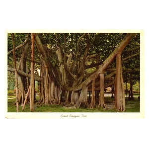 Vintage riesiger Banyanbaum Florida Postkarte FL - Bild 1 von 2