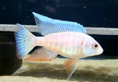 3" Male Albino Platinum Turkis (Aulonocara Sp.) African Cichlid Fully Colored - Image 1 of 3