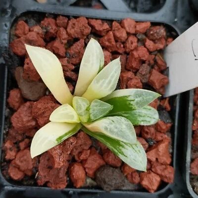 haworthia heart Variegated rare  succulent  - Image 1 of 4