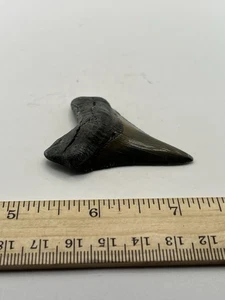 2.25” Megalodon Shark Tooth Fossil from NC Coast Museum Grade V11 - Picture 1 of 4