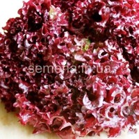 Salad Red Jenny Seeds Leaf lettuce red 30 seeds Ukraine Салат Ред Дженни Garden