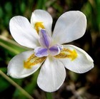25 WHITE AFRICAN IRIS Fortnight Lily Dietes Iridioides Butterfly Flower Seeds