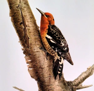J F Lansdowne Birds SAPSUCKER PETTO ROSSO 10X14 Vintage Stampa artistica Libro Piatto 33 - Foto 1 di 3
