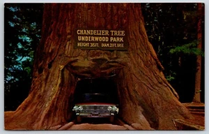 Postcard Chandelier Drive-Thru Tree In Underwood Park On The Redwood Highway CA - Picture 1 of 2