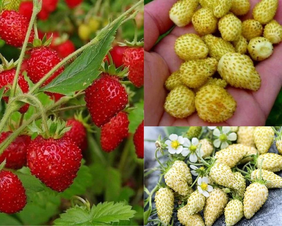 3 PIANTE DI FRAGOLA DI BOSCO RIFIORENTI ROSSA,GIALLA, BIANCA VASO 10 - Immagine 1 di 1
