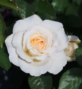 Bush Rose, Margaret Merril, Ivory White Fragrant Bloom, Plant Supplied in 4L Pot - Picture 1 of 4