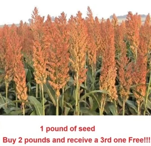 1 pound Sorghum Seeds Rox Orange Syrup Cane Non-GMO Heirloom. - Picture 1 of 2