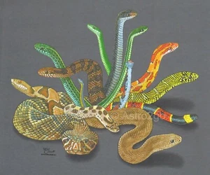 SNAKES NEW-Copperhead Diamondback Herpetology Reptiles Science Nature T shirt - Picture 1 of 5