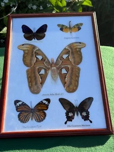 Real Butterfly Taxidermy Insect Framed Glass Entomology Mix Collection of 5 - Picture 1 of 8