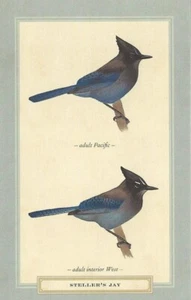 Postal David Sibley "Steller's Jay" 2013 (Cyanocitta sterlleri) COMO NUEVA sin usar - Imagen 1 de 1