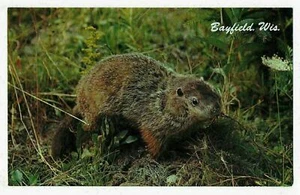 The Burly Woodchuck on Ground Hog Day, Bayfield, Wisconsin - Foto 1 di 2