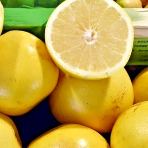 Planta injertada de pomelo blanco árbol frutal alto 24 pulgadas - Imagen 1 de 14