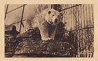 César l'Ours Polaire Jardin Zoologique QUEBEC QC 1930-50 Éd. d'Art Jackie XS 6