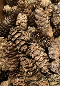 5 Douglas Fir Cones 2" - 4" long (Pseudotsuga menziesii) - Ready to Plant - Picture 1 of 2
