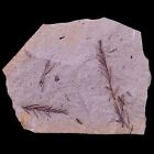 3" Detailed Fossil Plant Leafs Metasequoia Dawn Redwood Oligocene Age MT COA
