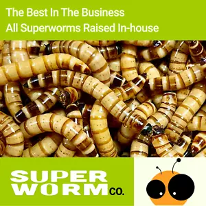 Live Superworms - 50-2000 counts - 4 different sizes - Picture 1 of 6